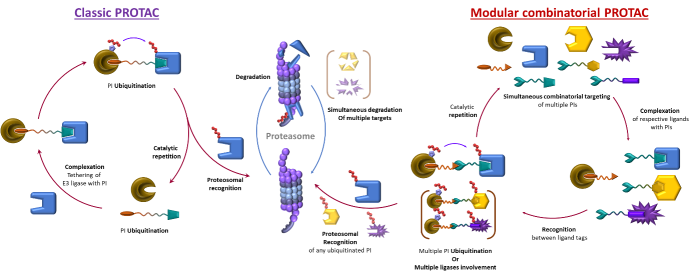  ◳ proteinPicture 3 (png) → (originál)