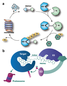  ◳ protein_Picture 1 (png) → (šířka 215px)
